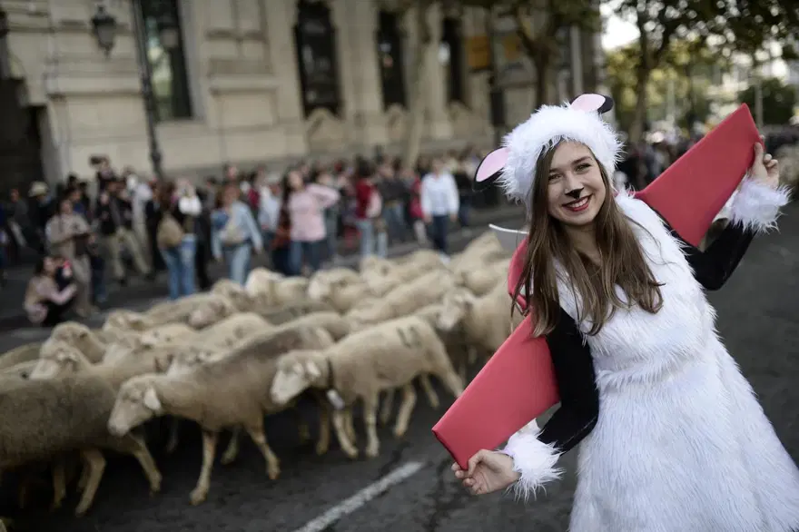 Madrid'in ünlü şenliğinde 1000'den fazla koyun kent merkezinde yürüdü